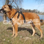 GoXtreme Dog mount