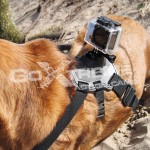 GoXtreme Dog mount