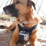 GoXtreme Dog mount